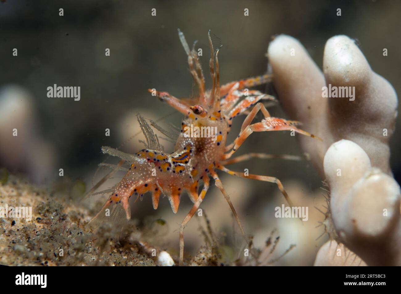 Tiger Shrimp, Phyllognathia ceratophthalmus, night dive, Nudi Falls ...