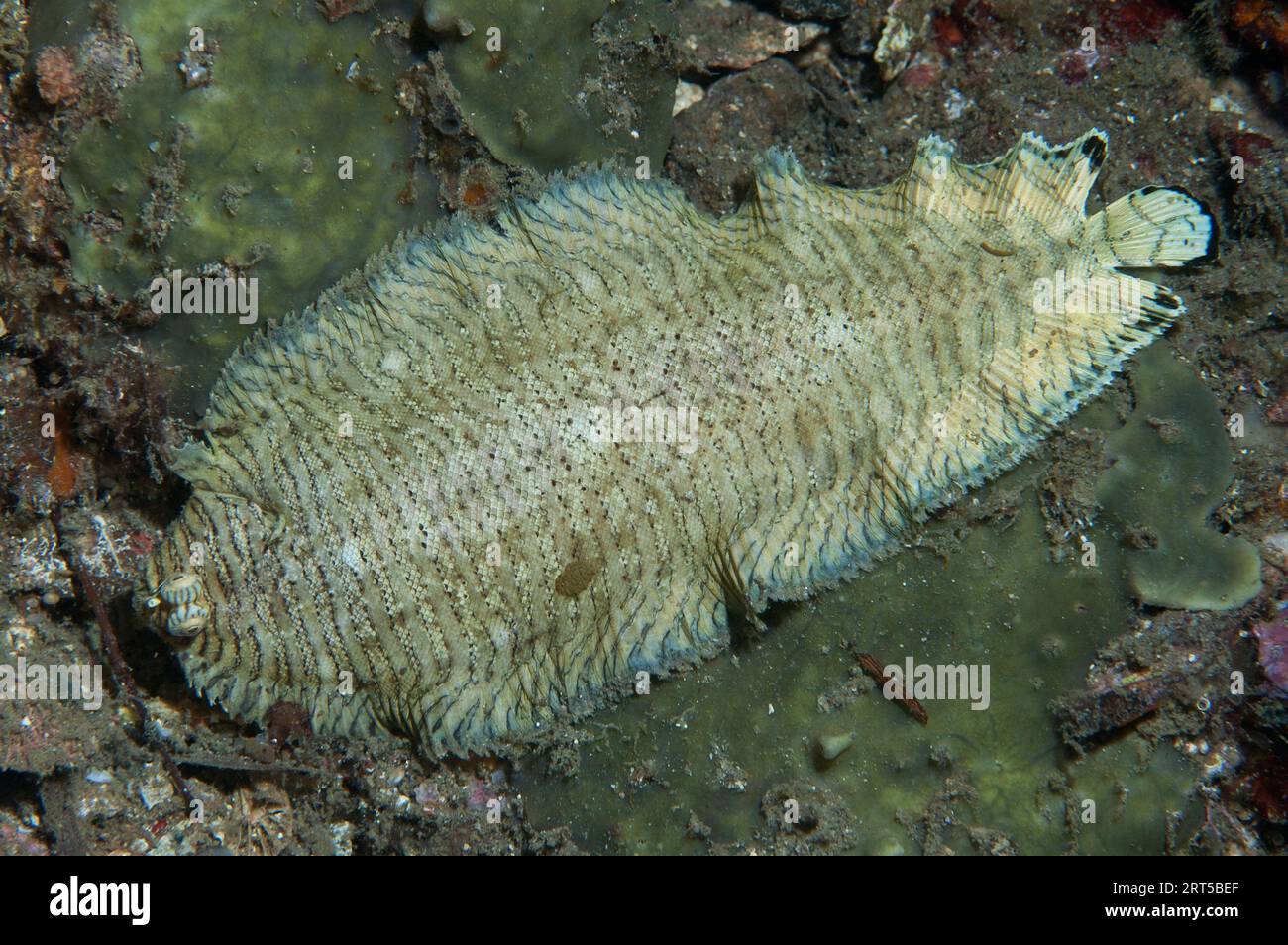 Banded Sole, Soleichthys heterorhinos, night dive, Nudi Falls dive site ...