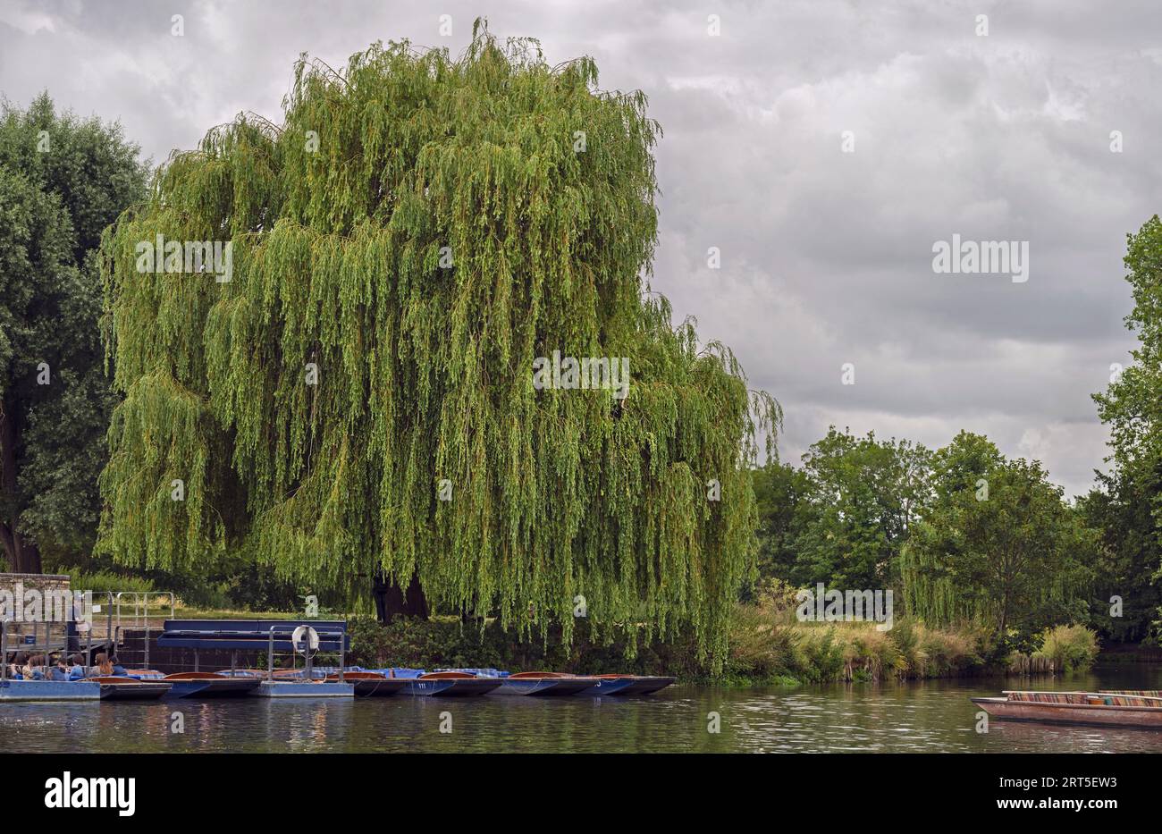 giant weeping willow tree drapes over the River Cam in Cambridge UK above a punting dock with a cloudy sky in the background Stock Photo