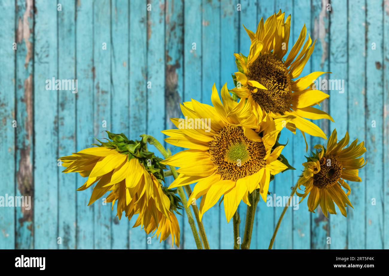 Sunflowers wooden fence hi-res stock photography and images - Alamy