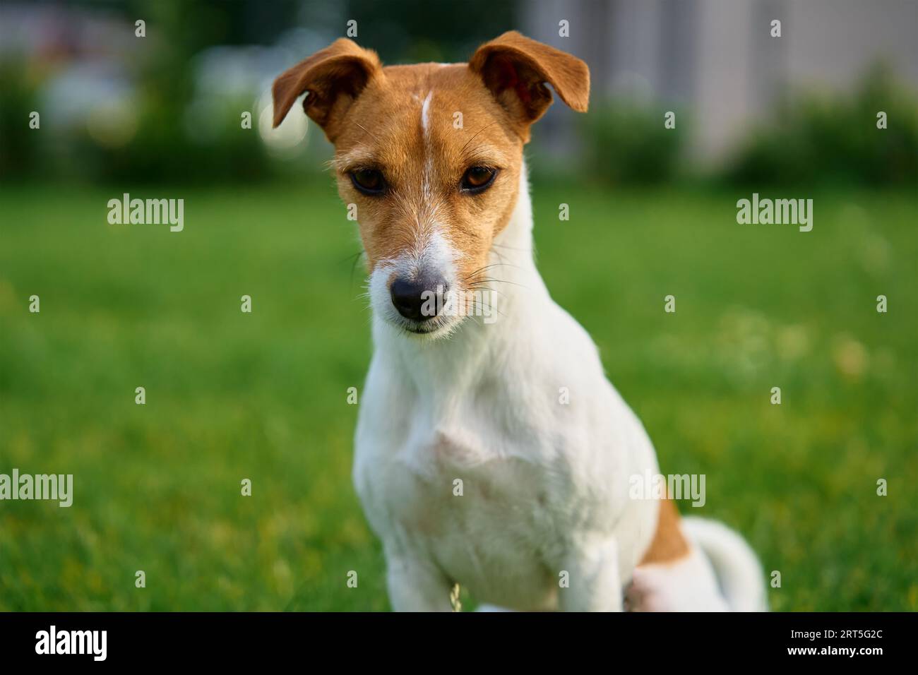 Dog walking on lawn with green grass on summer day. Active pet outdoors ...