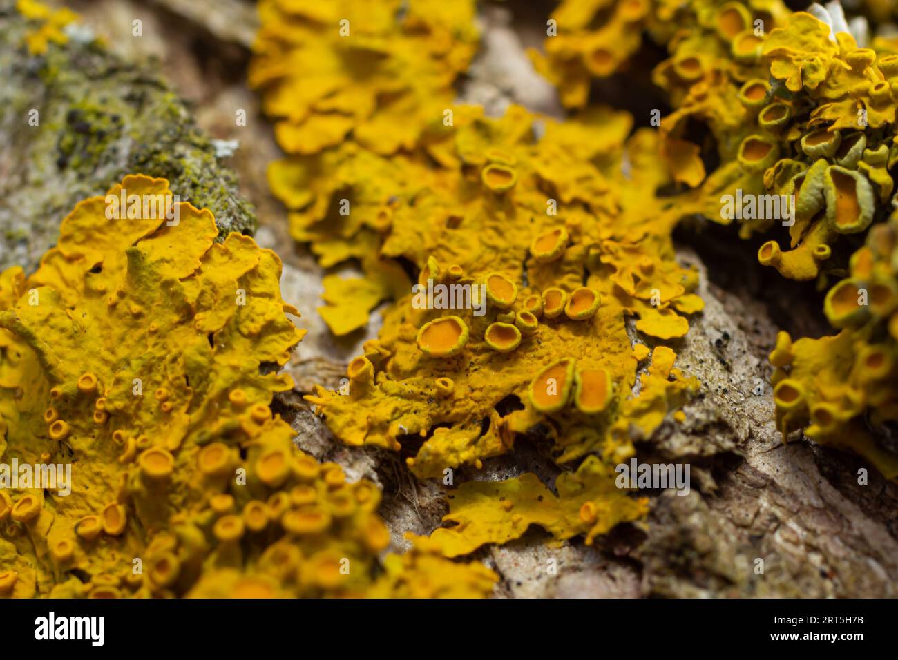 Xanthoria parietina common orange lichen, yellow scale, maritime sunburst lichen and shore lichen on the bark of tree branch. Thin dry branch with ora Stock Photo