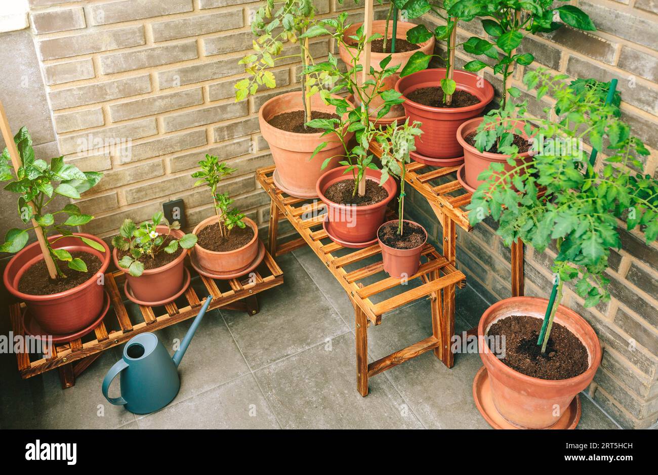 Vegetable garden on balcony of apartment with plants growing on ceramic ... - Latest Pots And Tiles For Apartment Gardens