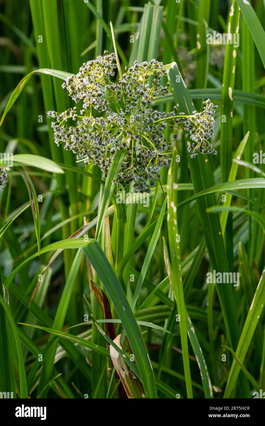 Scirpus sylvaticus is a species of flowering plant in the Cyperaceae family. Stock Photo