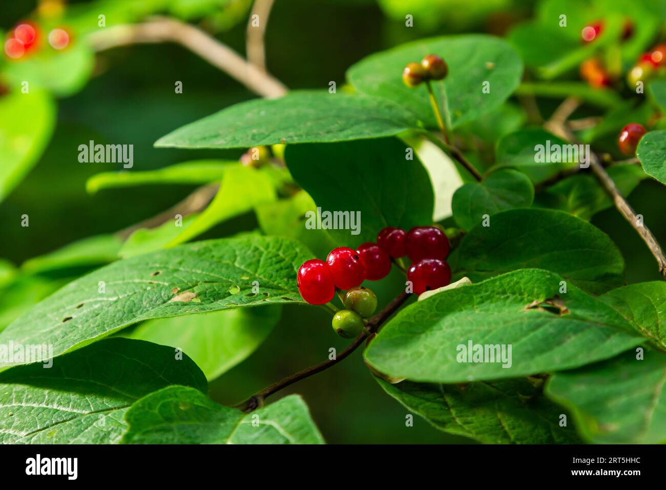 Festive Holiday Honeysuckle Branch with Red Berries Lonicera xylosteum