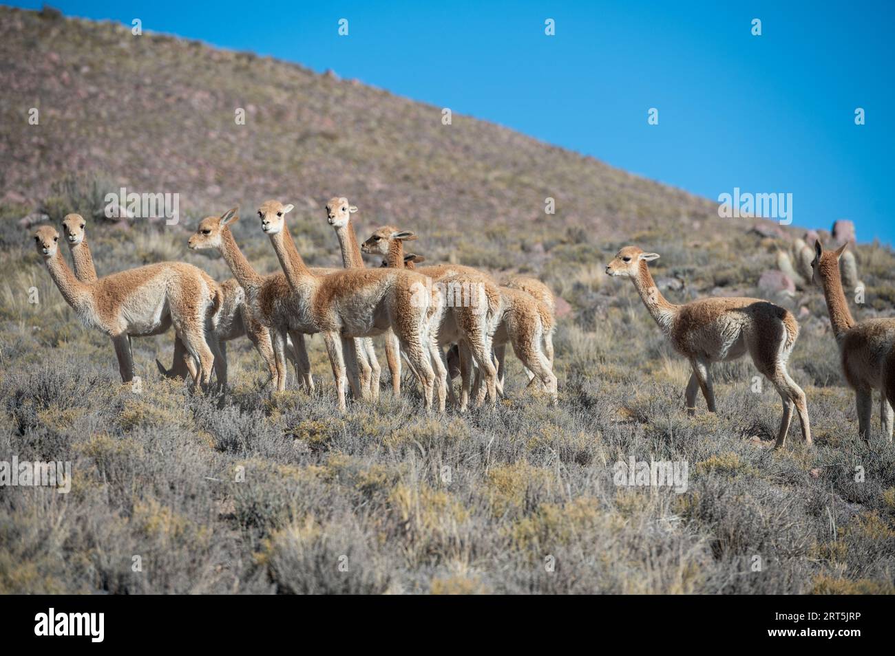 Herd of vicuñas in Cerro Hornocal in Jujuy, Argentina. Stock Photo