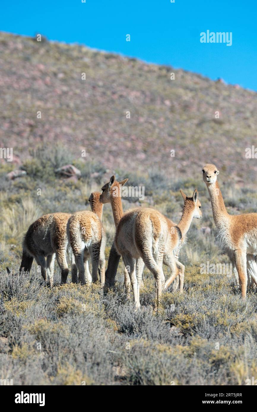 Herd of vicuñas in Cerro Hornocal in Jujuy, Argentina. Stock Photo
