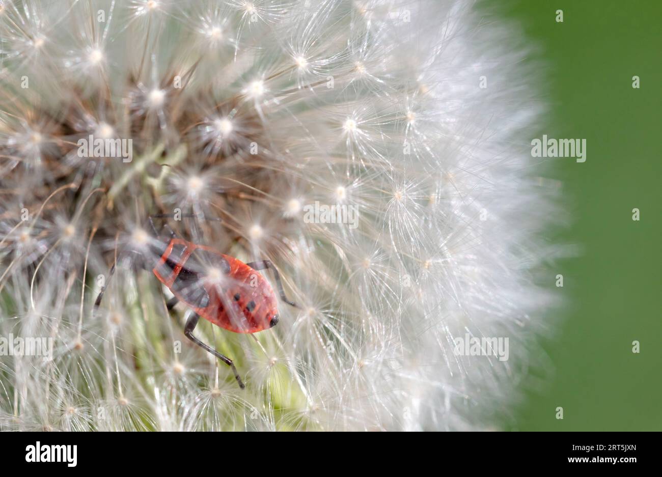Close-up of a firebug (Pyrrhocoris apterus) crawling on a dandelion seed head, selective focus Stock Photo