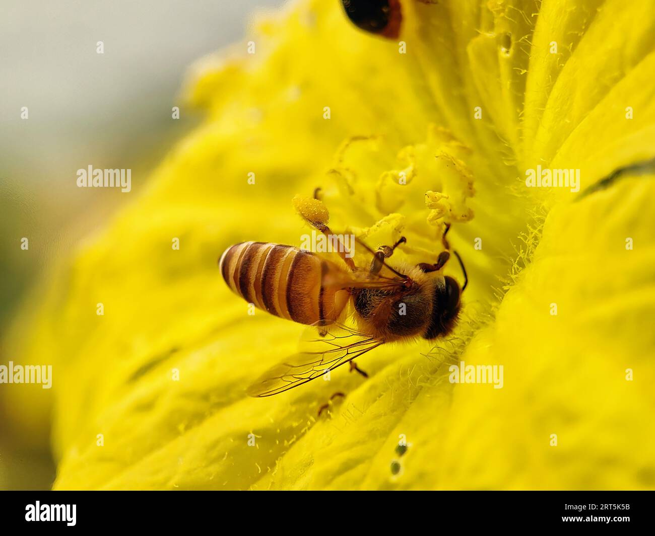 Macro honey bees hi-res stock photography and images - Alamy