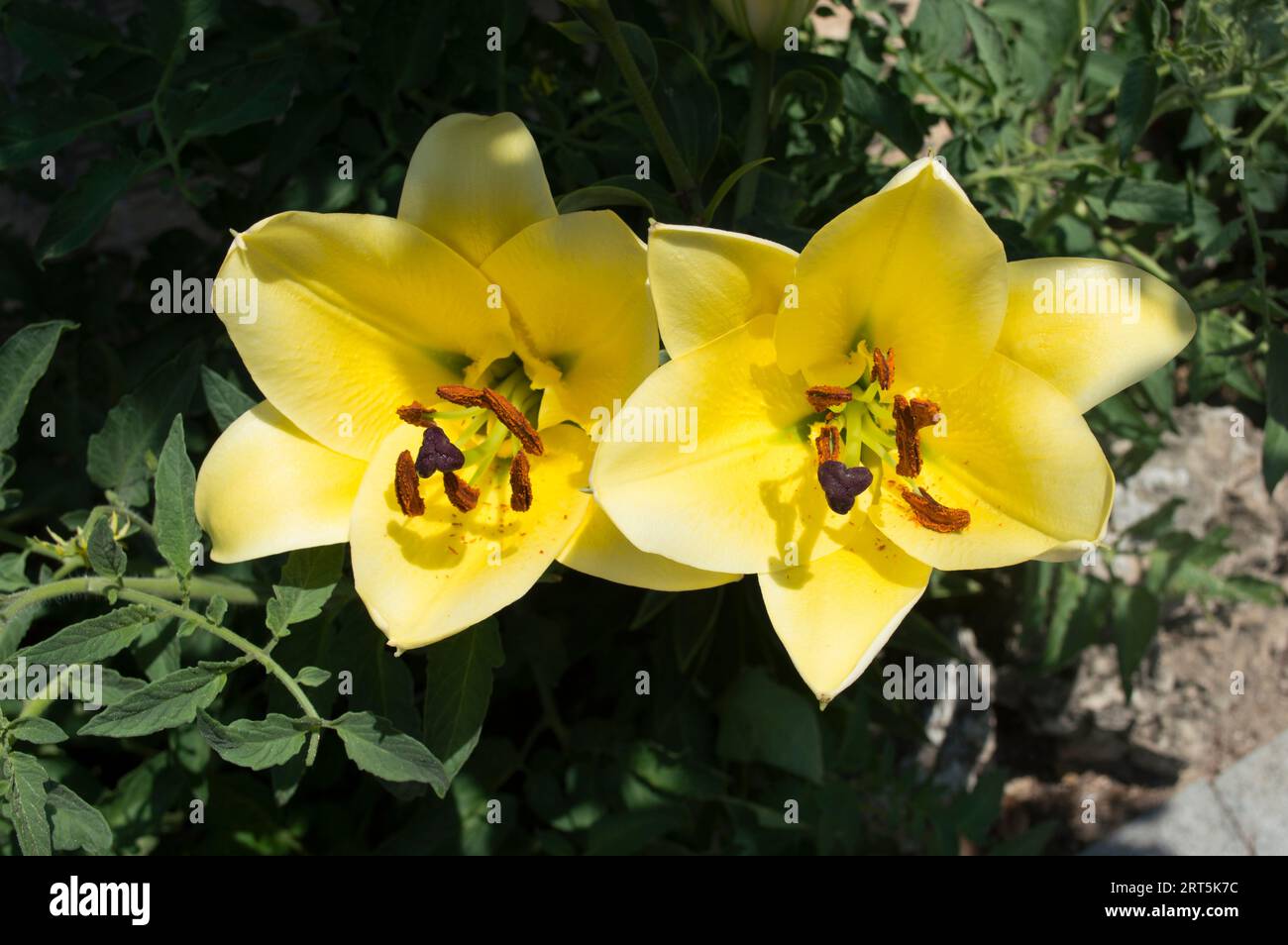 Garden flowers in spring, yellow lilies Stock Photo