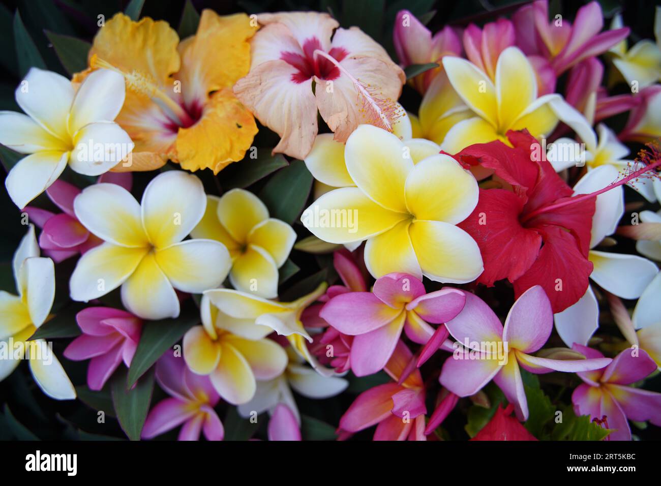 Tropical flowers bright beautiful Stock Photo Alamy