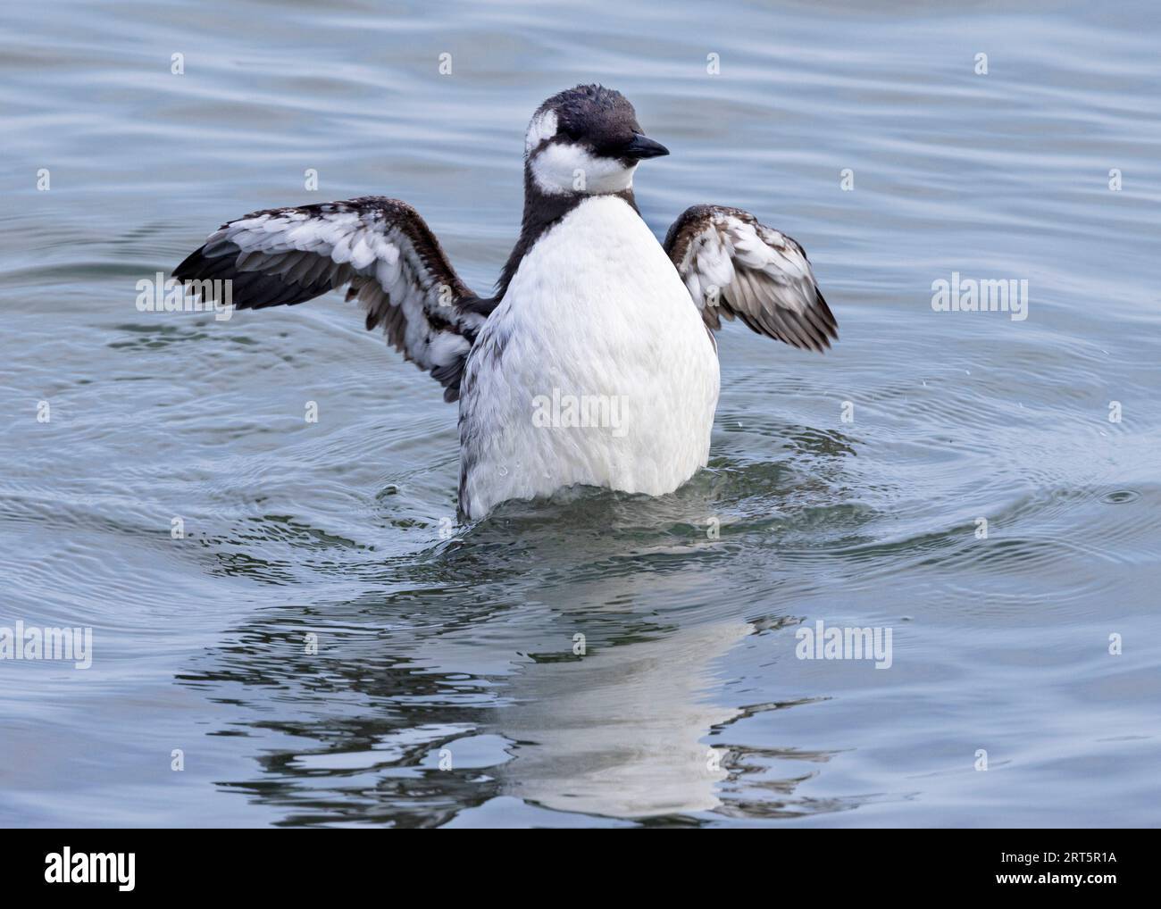 An adult Common Guillemot vigorously flaps its wings after preening. They often fish inshore, especially when following shoals of sand eels. Stock Photo