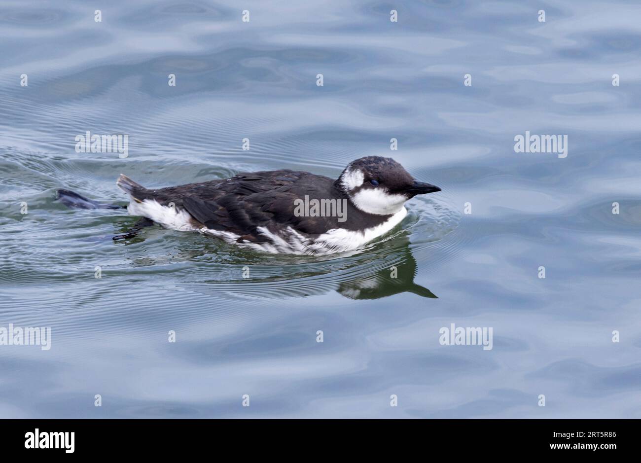 An adult Common Guillemot swims along close to shore. They often fish inshore, especially when following shoals of sand eels, a favourite food. Stock Photo