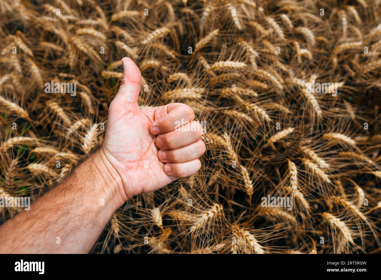 Closeup of farmer's hand gesturing thumbs up over cultivated wheat crop field, selective focus Stock Photo
