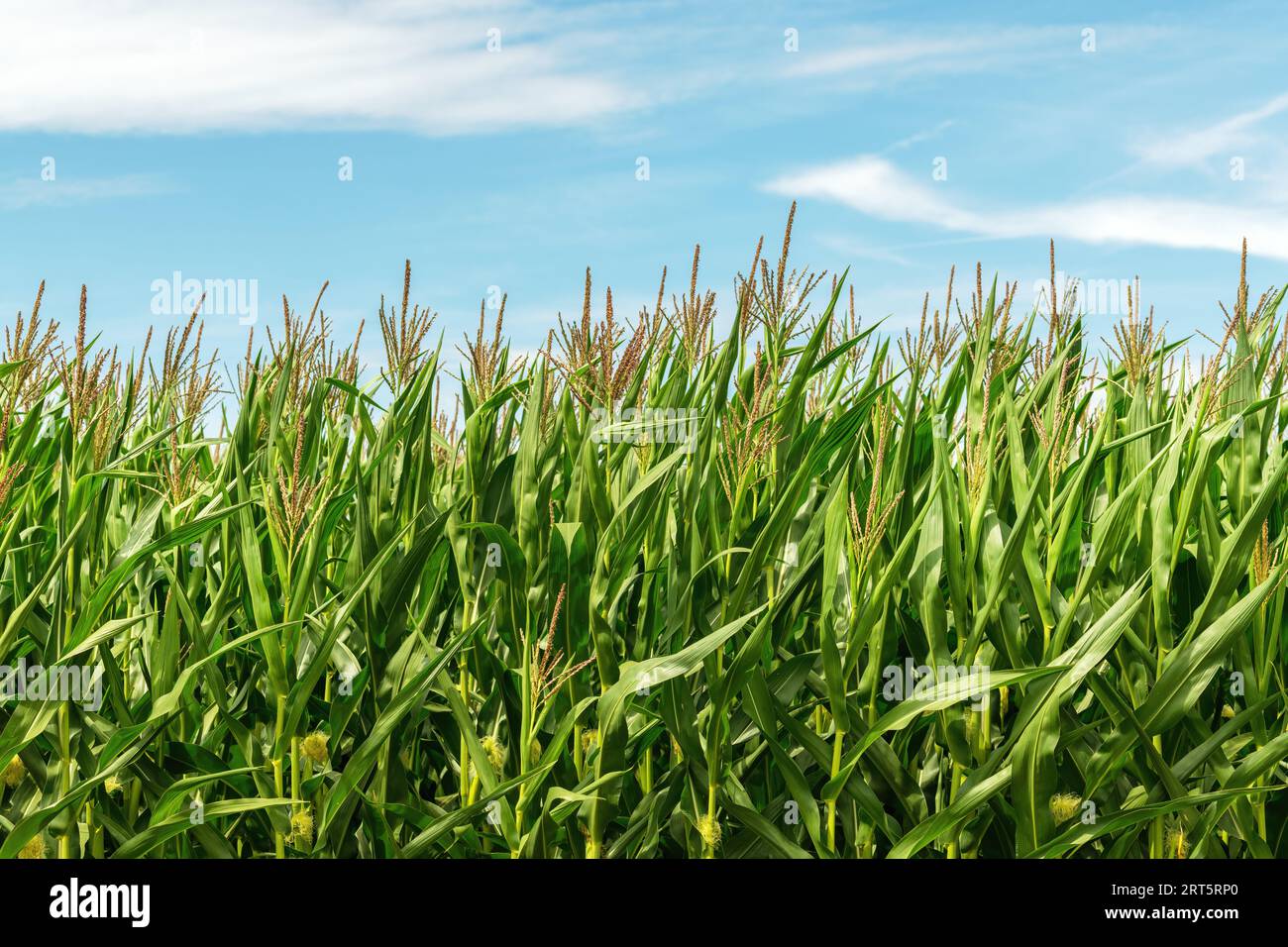 Corn stalks with tassel in cultivated agricultural field, growing organic maize crops, selective focus Stock Photo