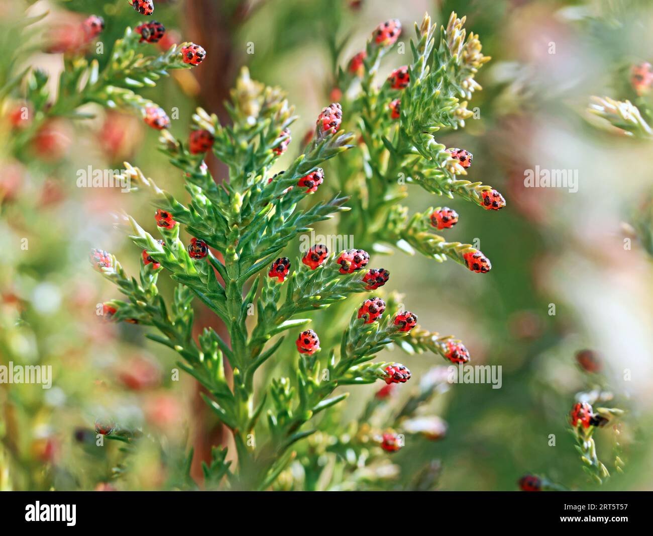 branches with red cones Chamaecyparis, selective focus with blurred background, close up of a cypress tree in sunlight Stock Photo
