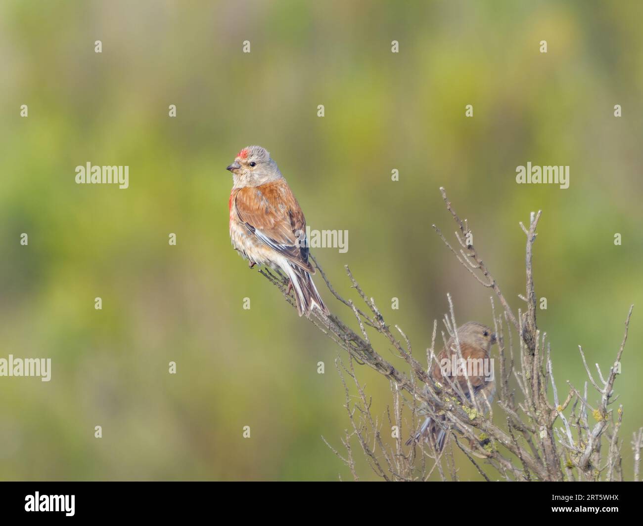 Linnet portrait, North Norfolk, UK Stock Photo