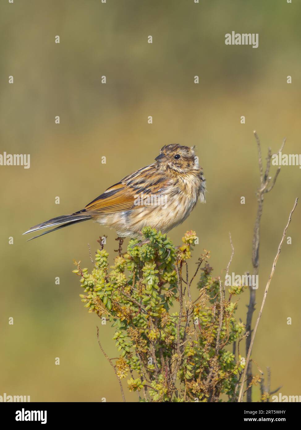 Reed Bunting portrait, Titchwell Marsh, North Norfolk, UK Stock Photo