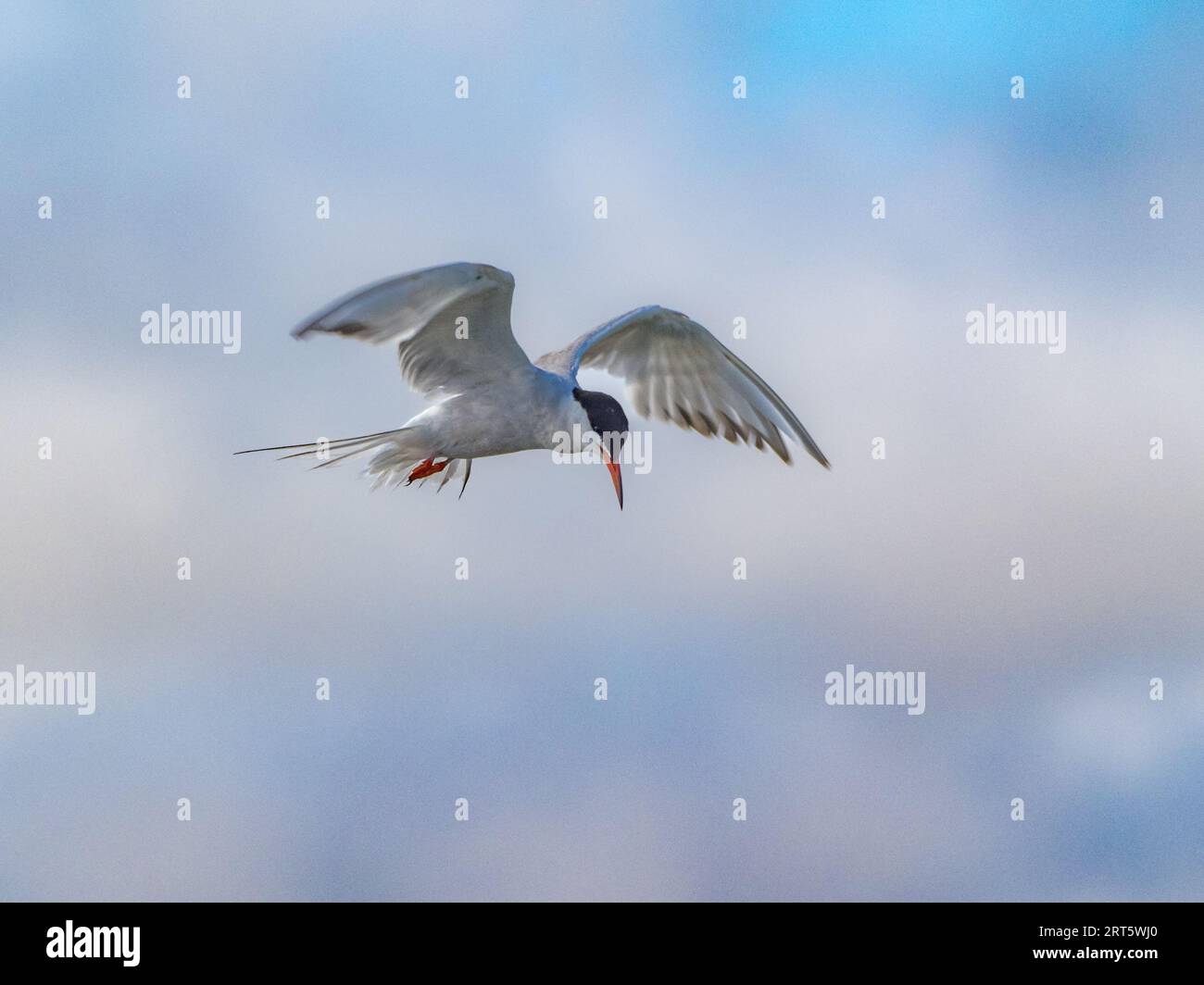 Common Tern, RSPB Titchwell Marsh, North Norfolk, UK Stock Photo