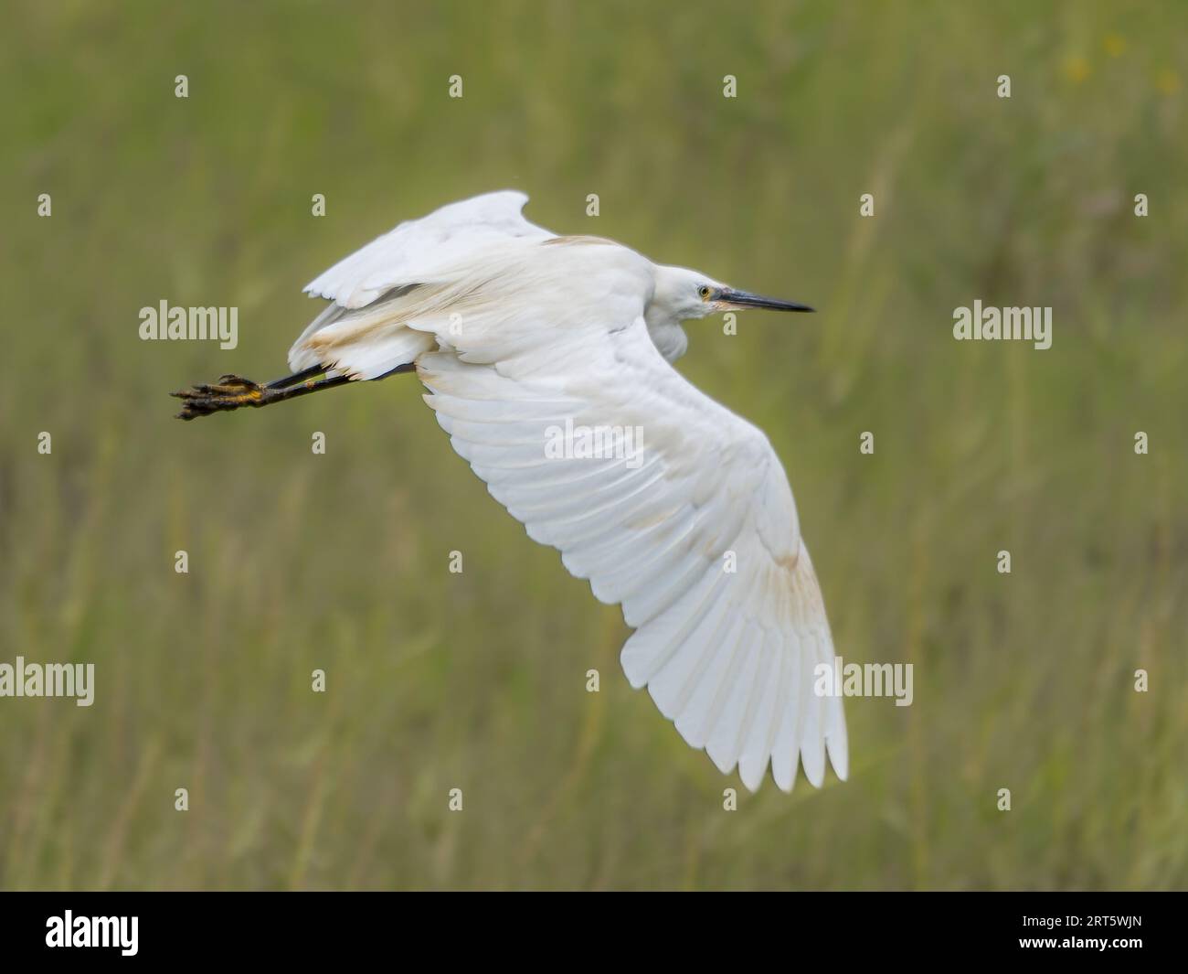 Little Egret, RSPB Titchwell Marsh, North Norfolk Stock Photo