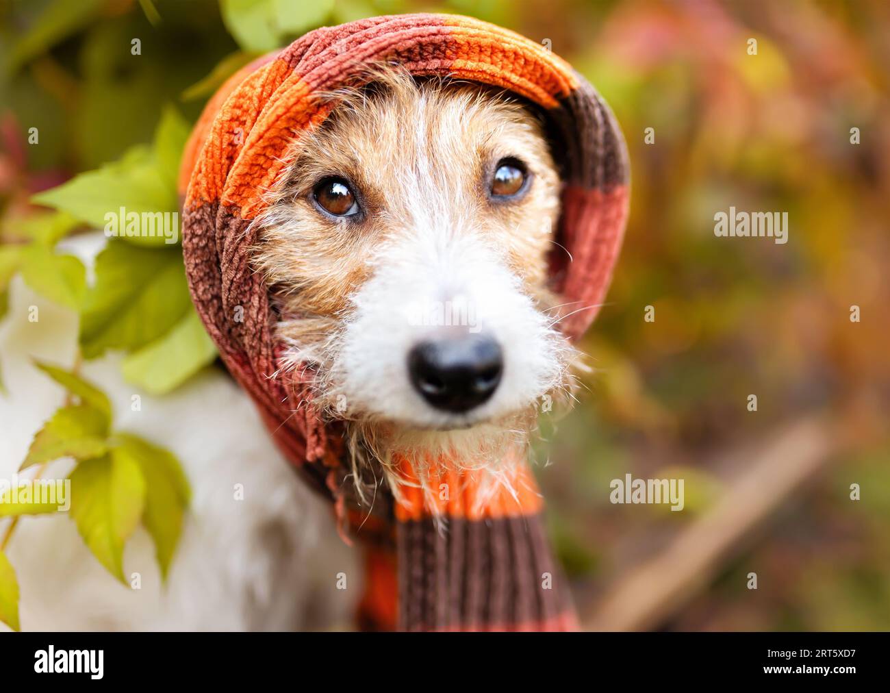 Funny dog wearing warm scarf. Cold autumn, fall, winter, cough, flu