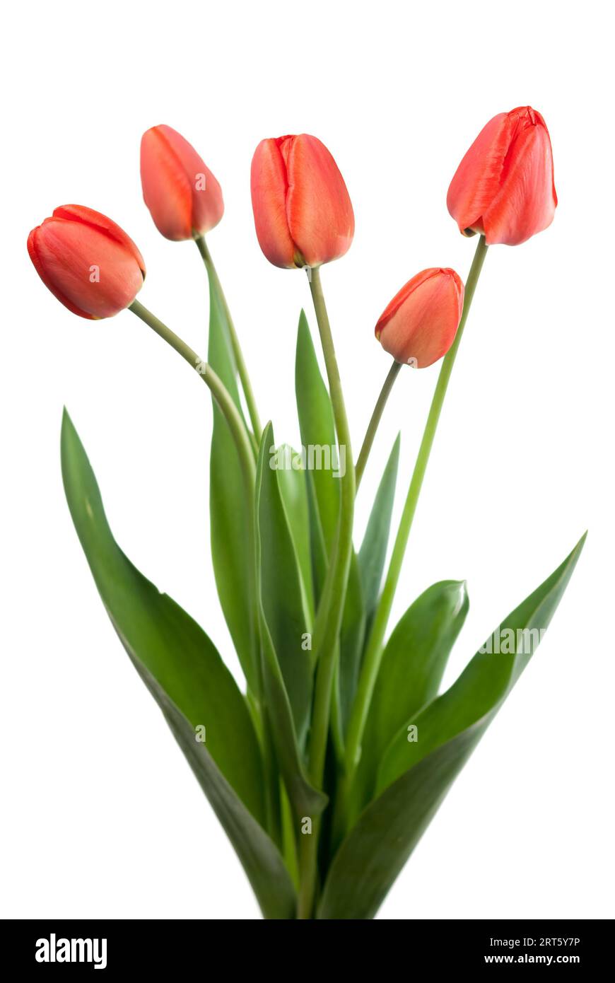 Red tulips bouquet isolated on white background Stock Photo - Alamy
