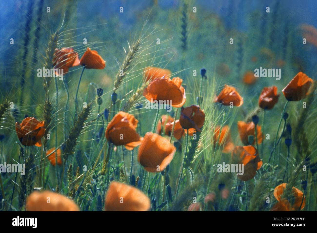Poppies, field in Provence Stock Photo