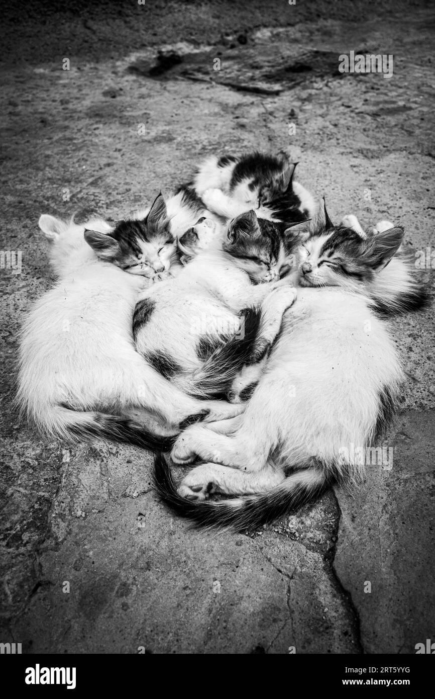 Sleeping cats black and white in the streets of Marrakech in Morocco Stock Photo