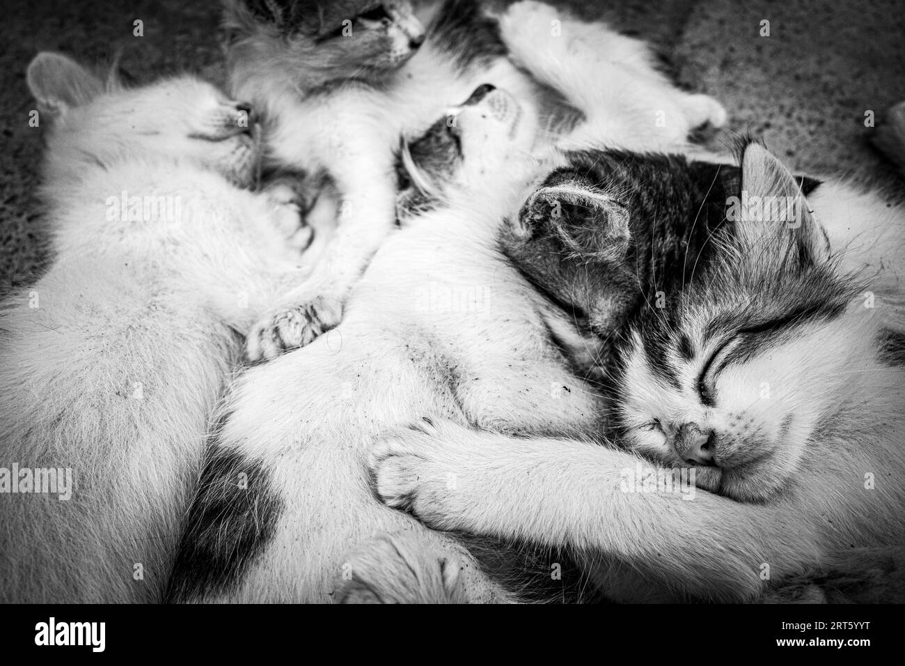 Cute little black and white kitten sleeping Cats Stock Photo