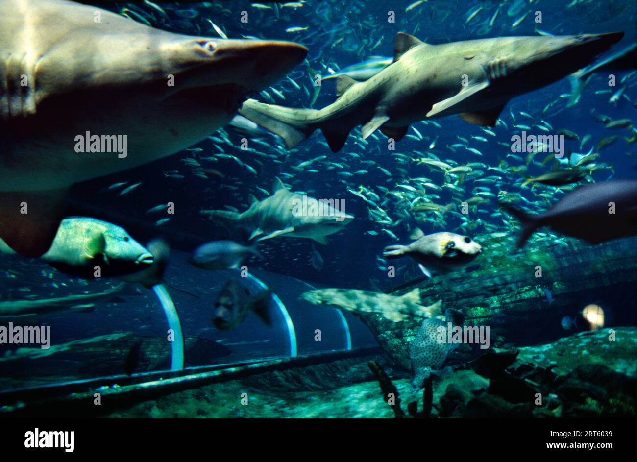 Sharks in Australia Stock Photo