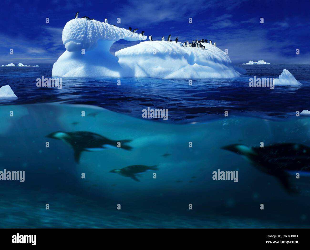 Penguins swimming near an iceberg, Antarctic Peninsula. Stock Photo