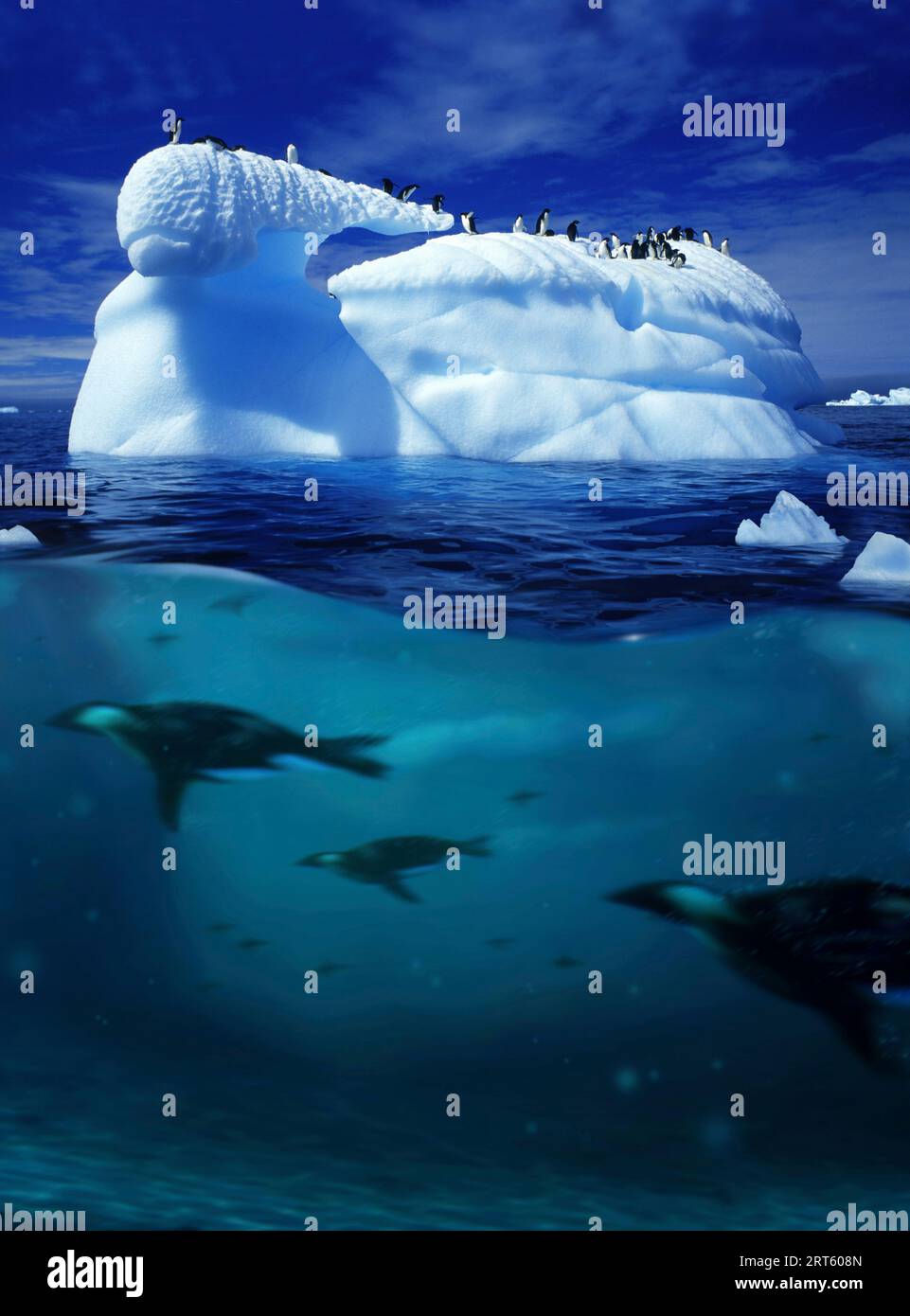 Penguins swimming near an iceberg, Antarctic Peninsula Stock Photo