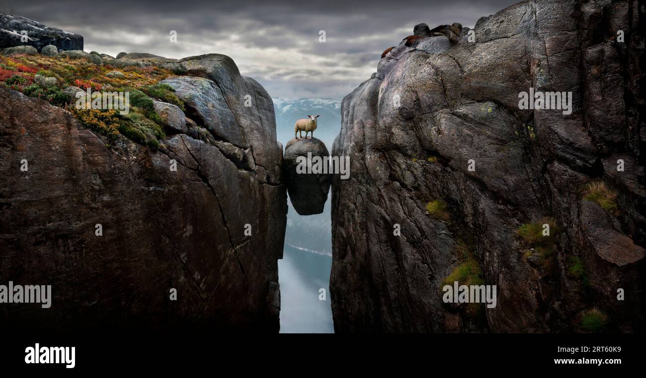 Sheep on famous boulder Kjeragbolten wedged 1000m above sea in mountain crevasse by edge of Kjerag mountain, Lysefjord, Rogaland, Norway Stock Photo