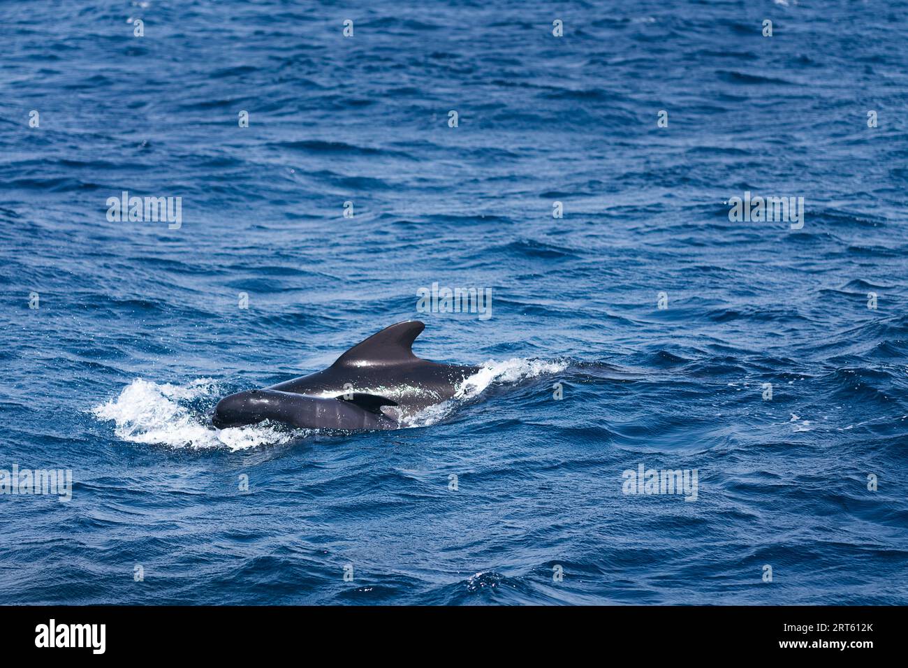 Baby blue whale hi-res stock photography and images - Page 12 - Alamy