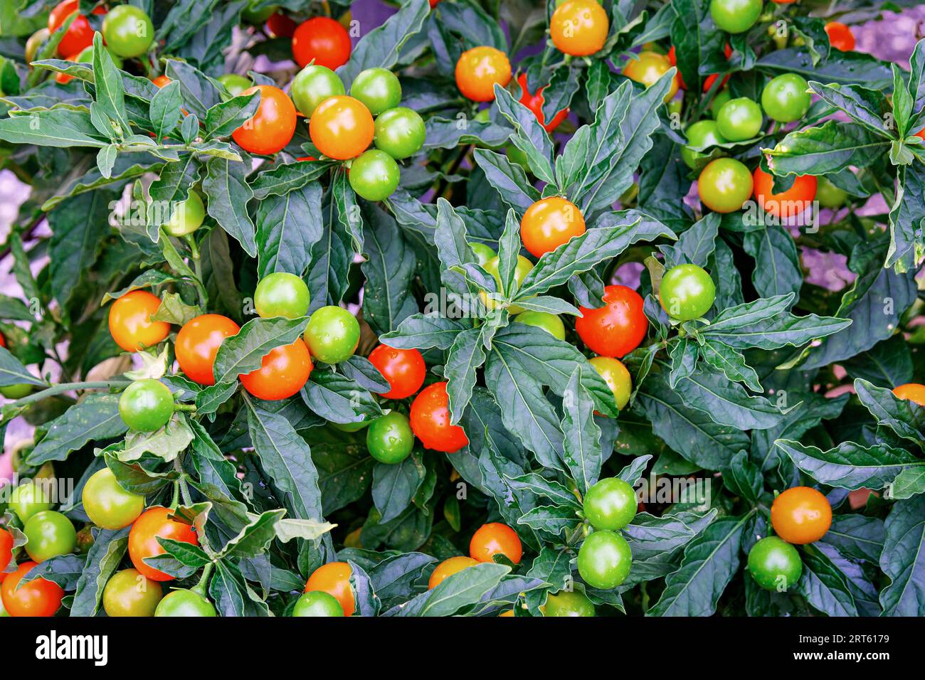 Jerusalem cherry Solanum pseudocapsicum, or winter cherry plants,  ornamental plant. Nightshade plant with red and orange fruits. Coral bush  Stock Photo - Alamy