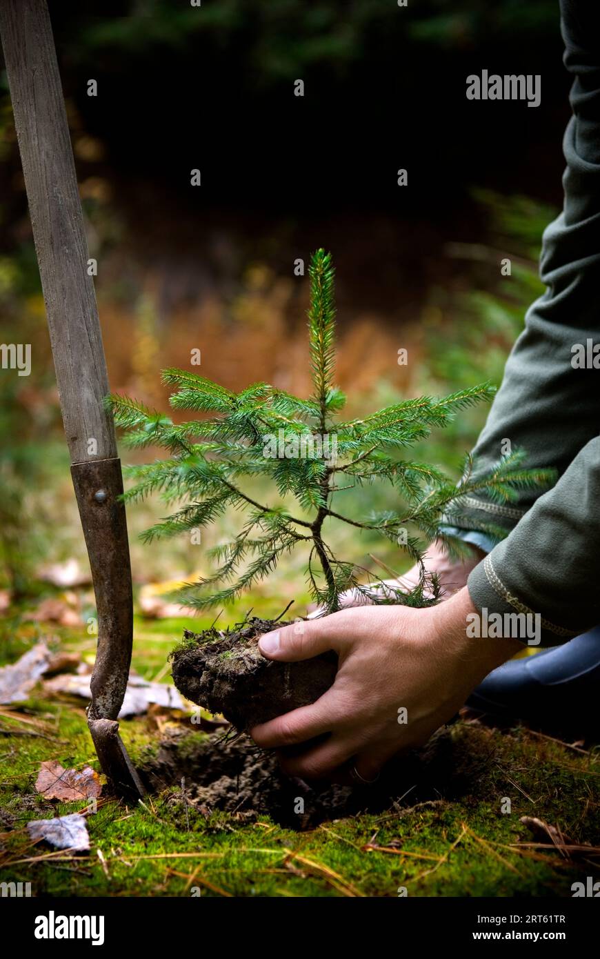Planting a tree Stock Photo Alamy