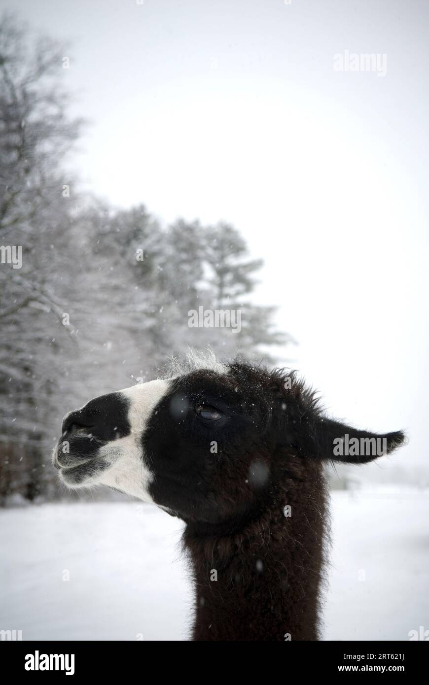 Llama profile in snowfall, Maine, New England Stock Photo Alamy