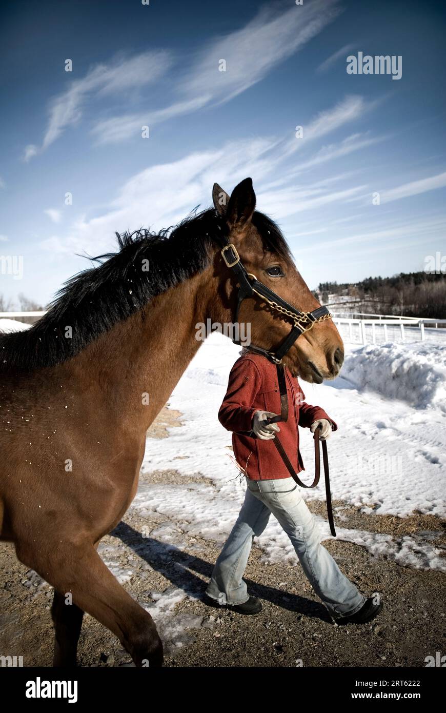 Woman trainer walking horse, Maine. Stock Photo
