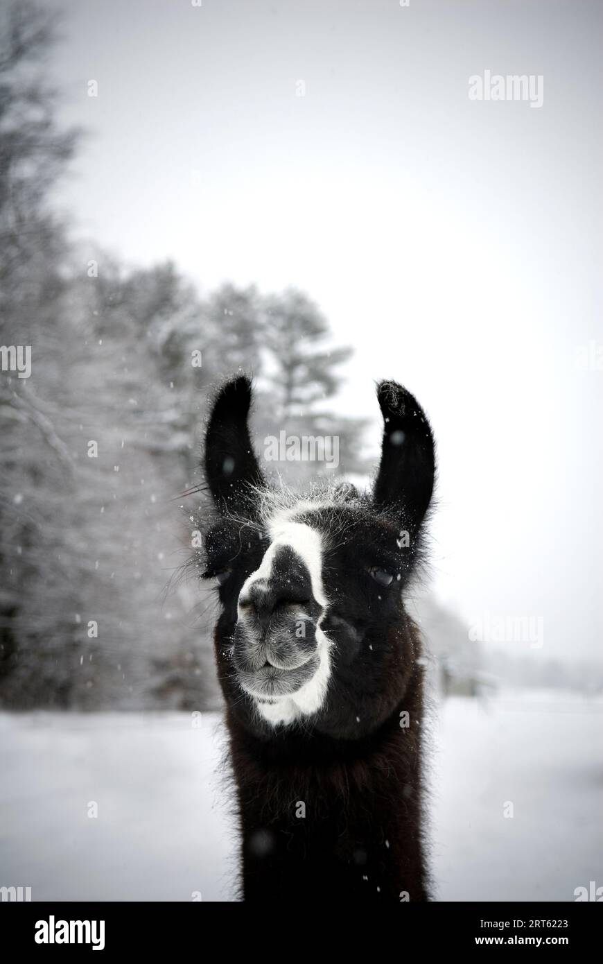Llama standing in field during fresh snowfall, Maine, New England. Stock Photo