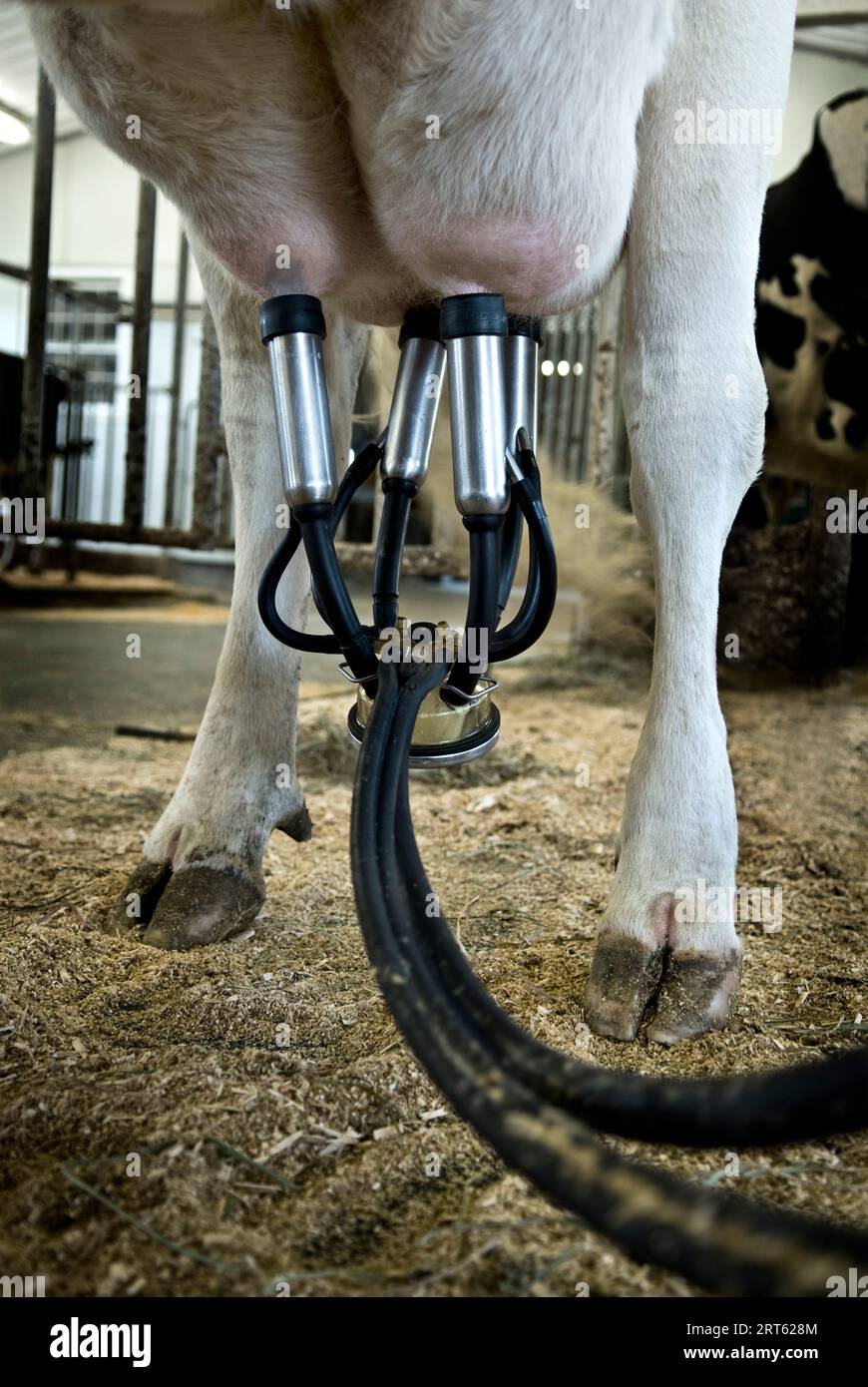 A Holstein cow being milked, Maine. Stock Photo