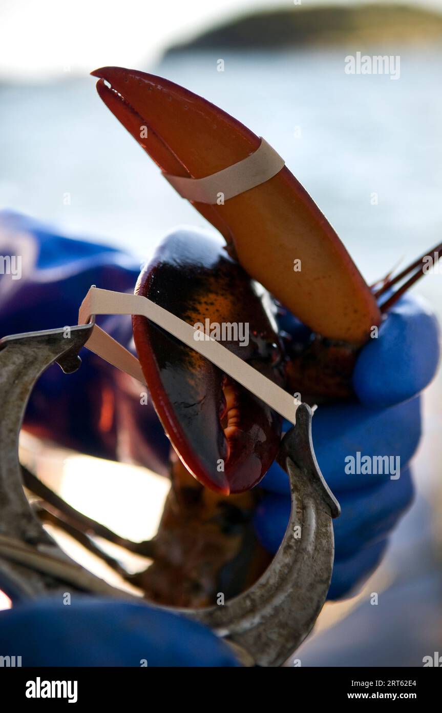 A Lobsterman slips a rubber band around the claw of a lobster, Casco