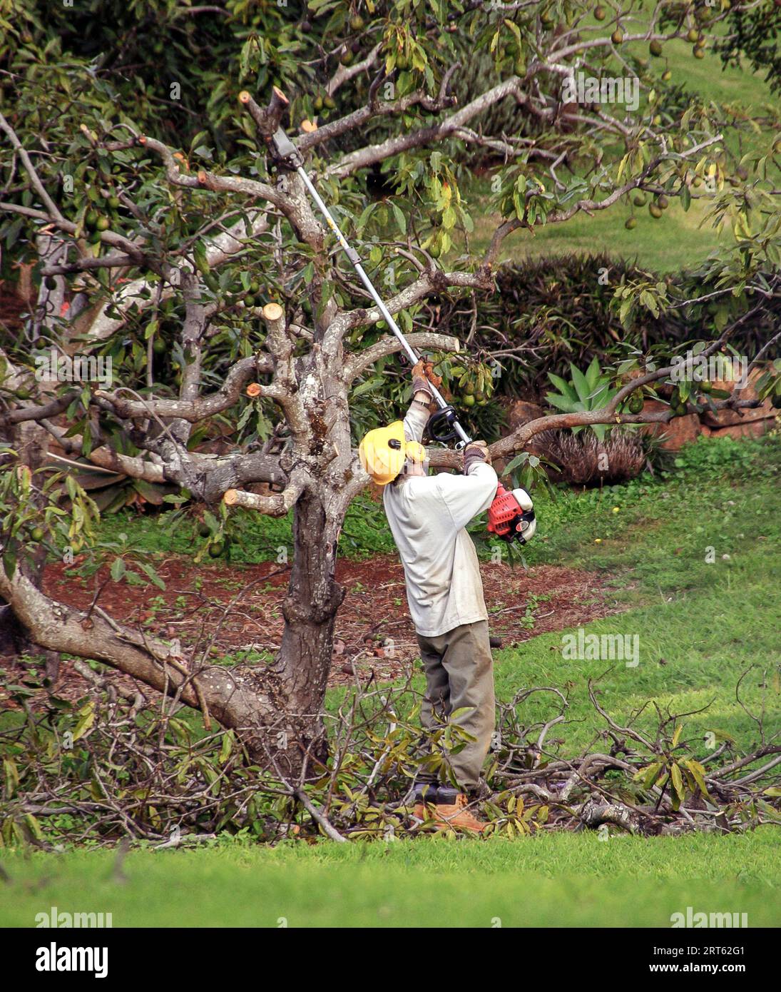 Man pruning avocado tree (persea americana) with longreach chainsaw