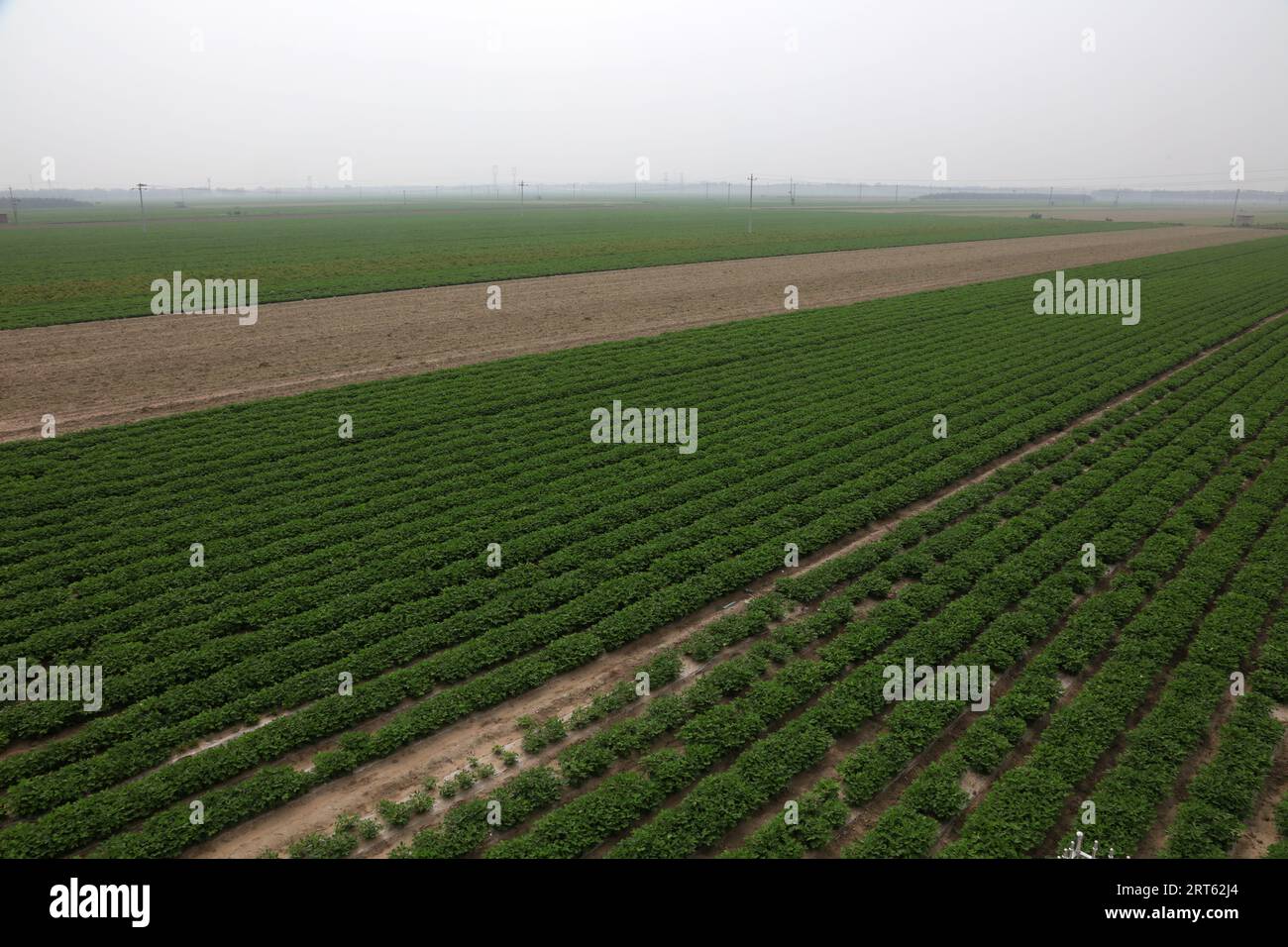 Peanut Plants in the Farmland Stock Photo - Alamy