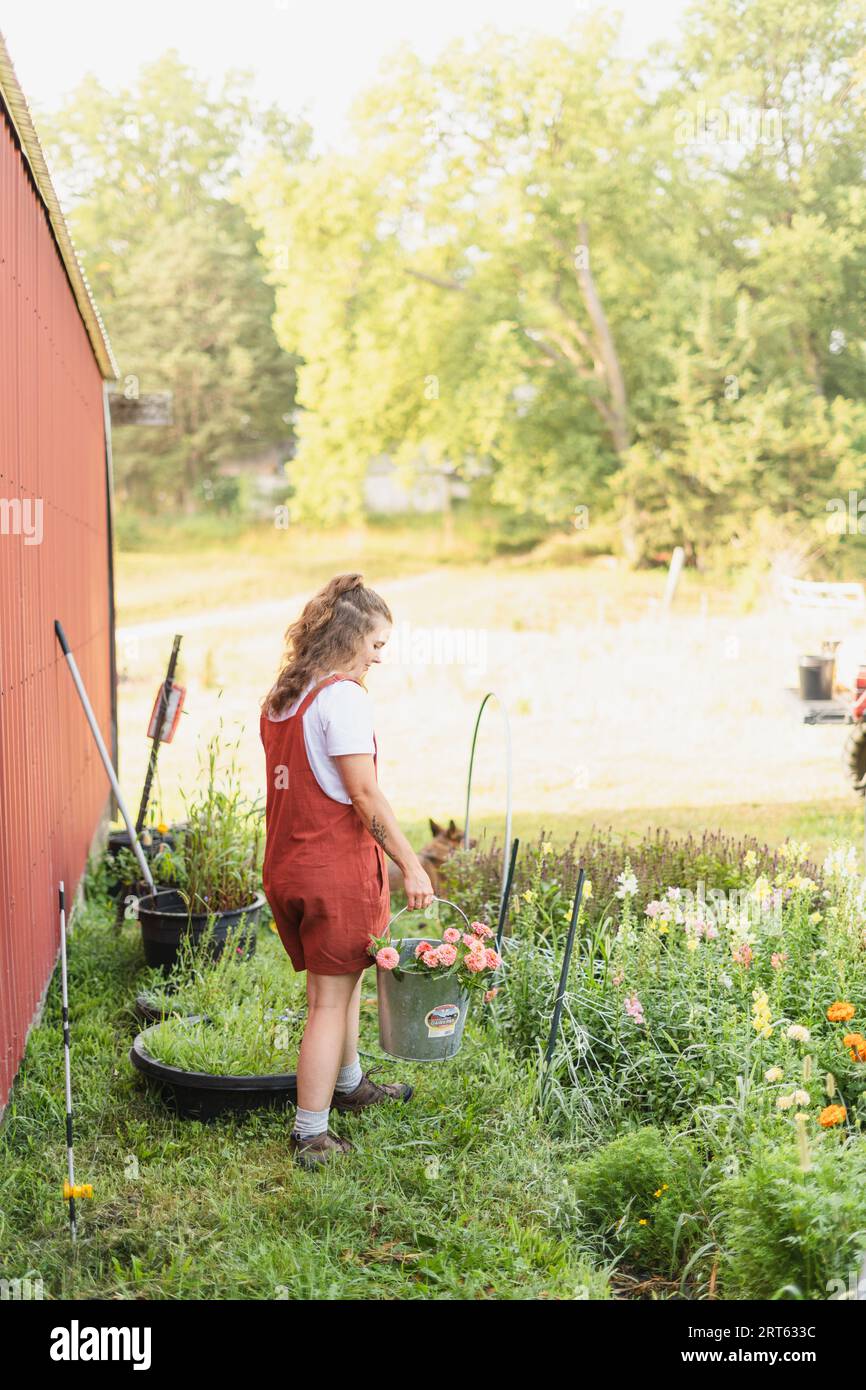 A female gardener in red overalls carrying a bucket of freshly c Stock ...