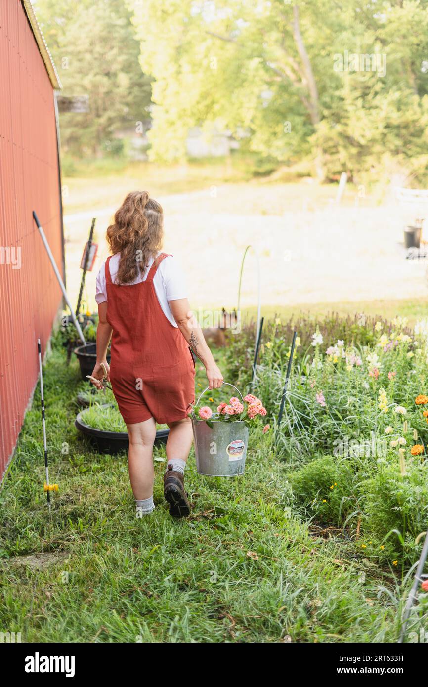 A woman in red overalls carrying a bucket of freshly cut pink zi Stock ...