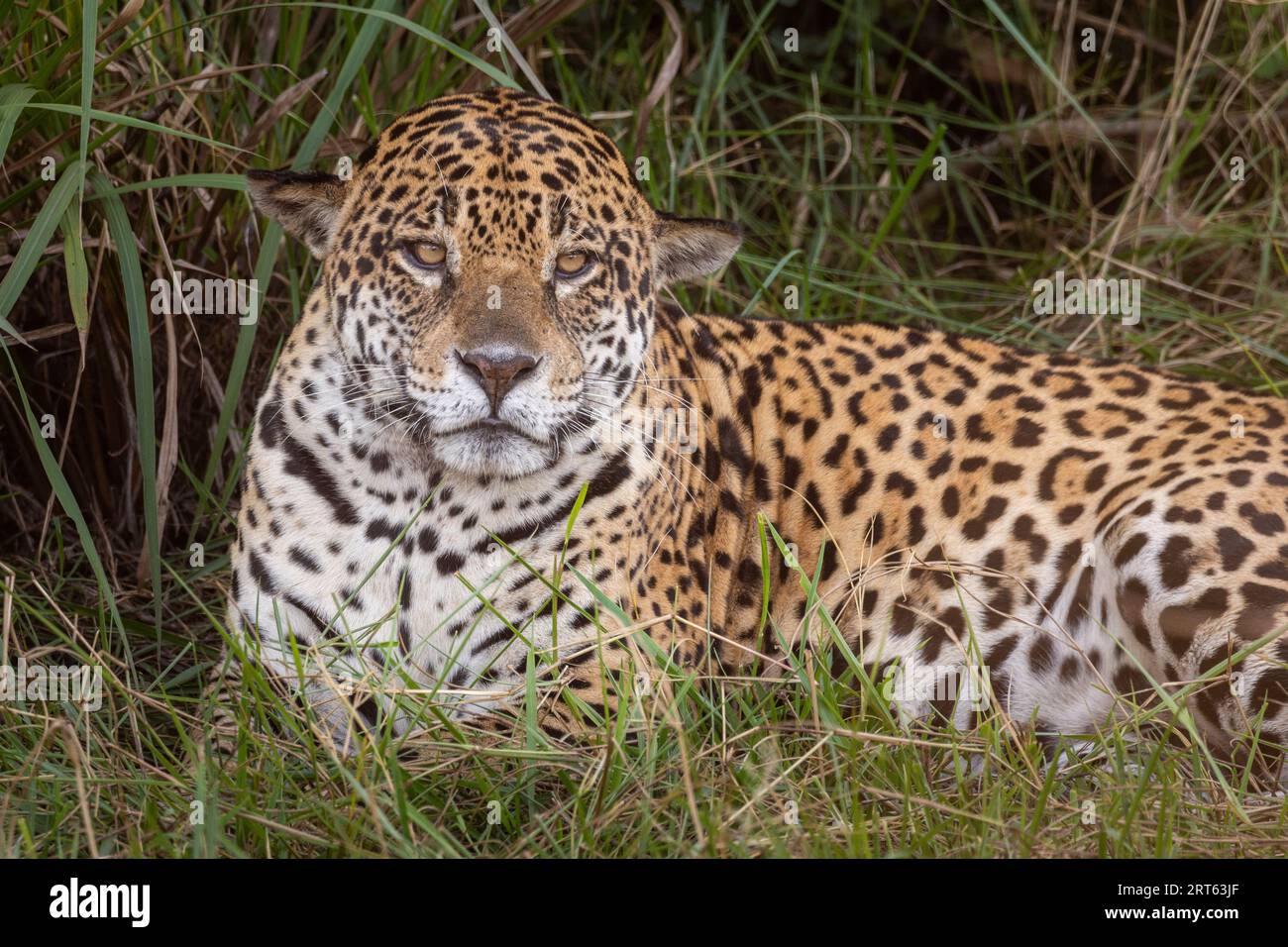 Beautiful view to Jaguar laying on ground in the Miranda Pantanal Stock Photo