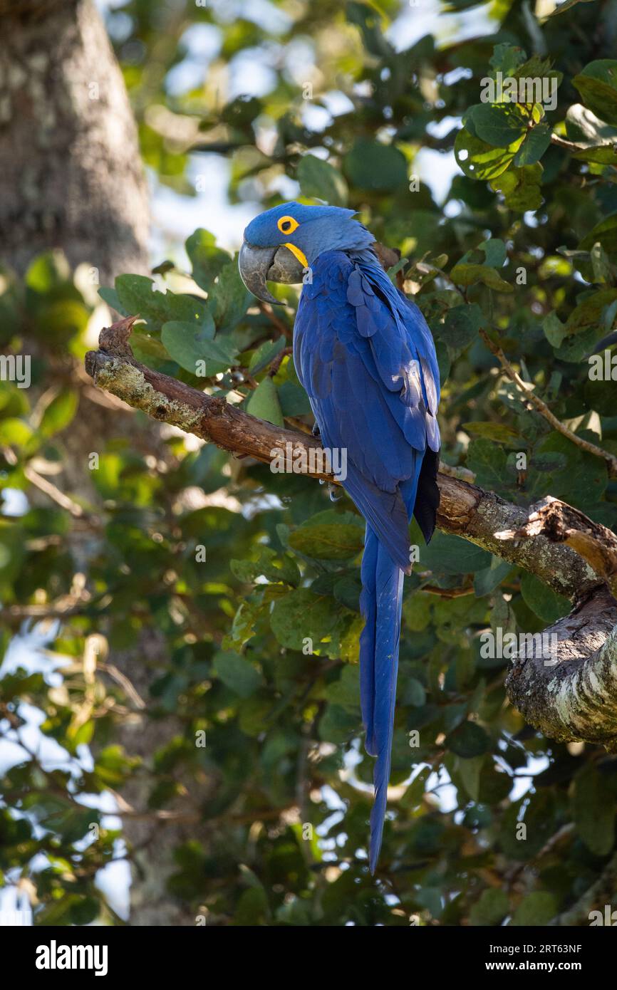 Beautiful view to blue Hyacinth Macaw bird on green tree branch Stock Photo