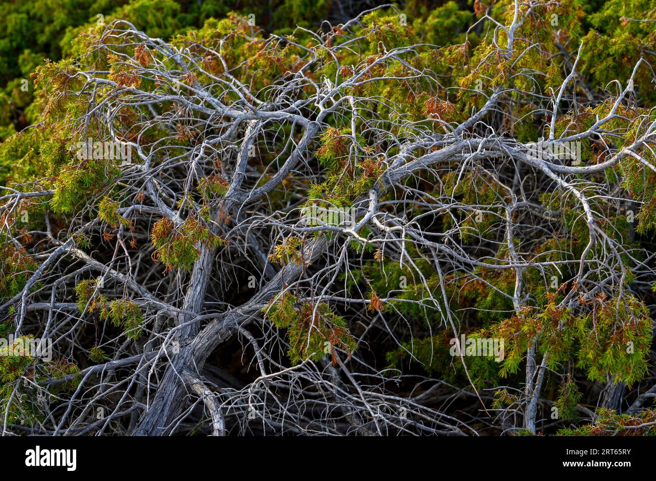 Closeup of an old juniper bush on one of the islands in the Kragero archipelago, Telemark county, Norway. Stock Photo