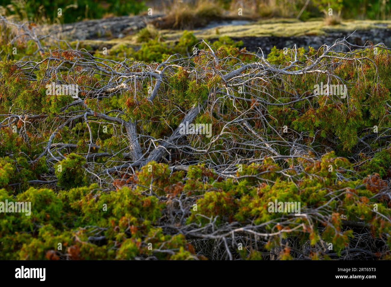 Closeup of an old juniper bush on one of the islands in the Kragero archipelago, Telemark county, Norway. Stock Photo