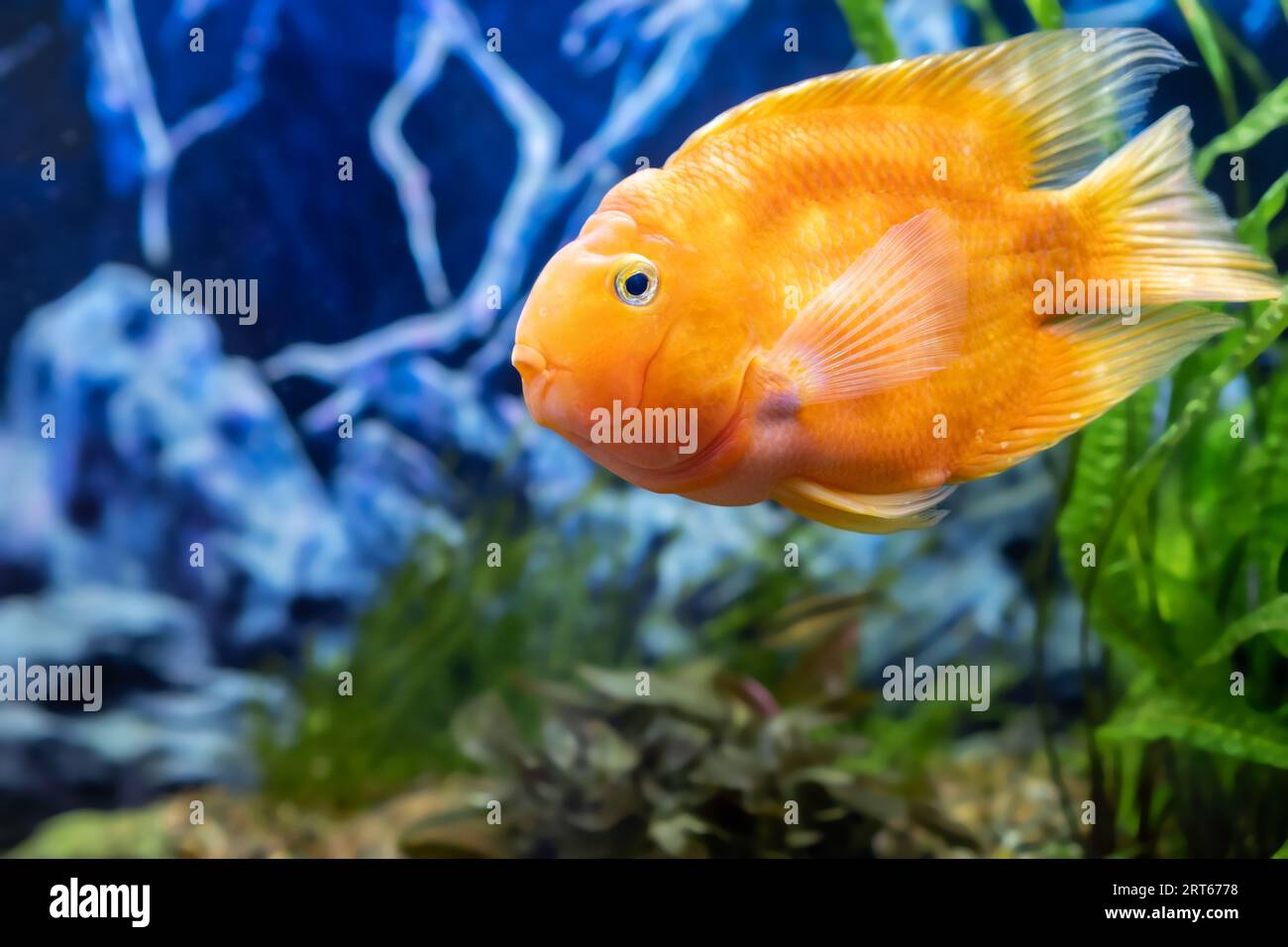 Orange parrot fish in the aquarium. Red Parrot Cichlid. Aquarium fish. Stock Photo